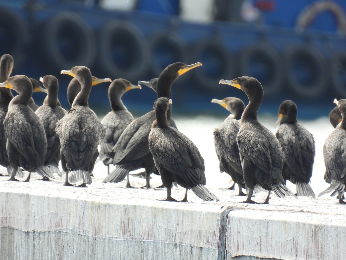 Ubarroi belarriduna - ML643173386