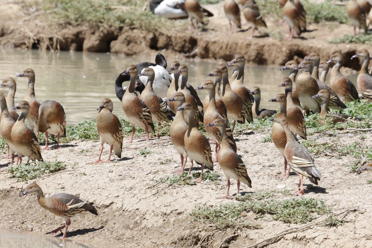 Dendrocygne d'Eyton - ML643173387