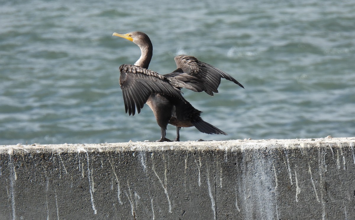Cormoran à aigrettes - ML643173392