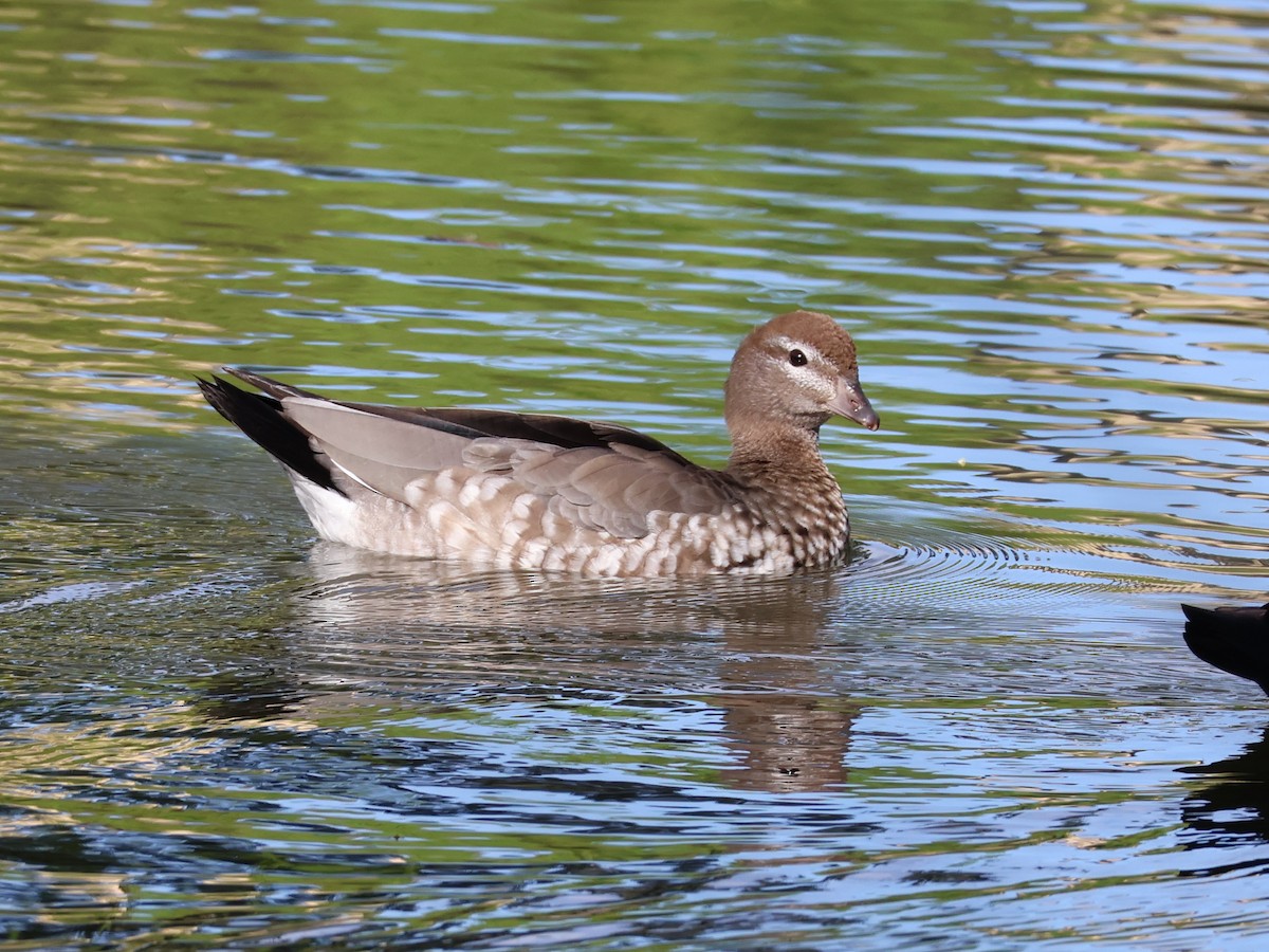 Canard à crinière - ML643173393