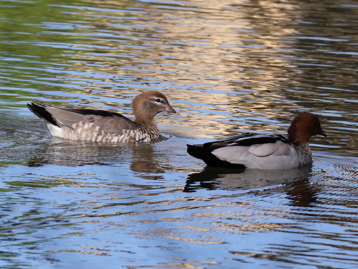 Canard à crinière - ML643173394
