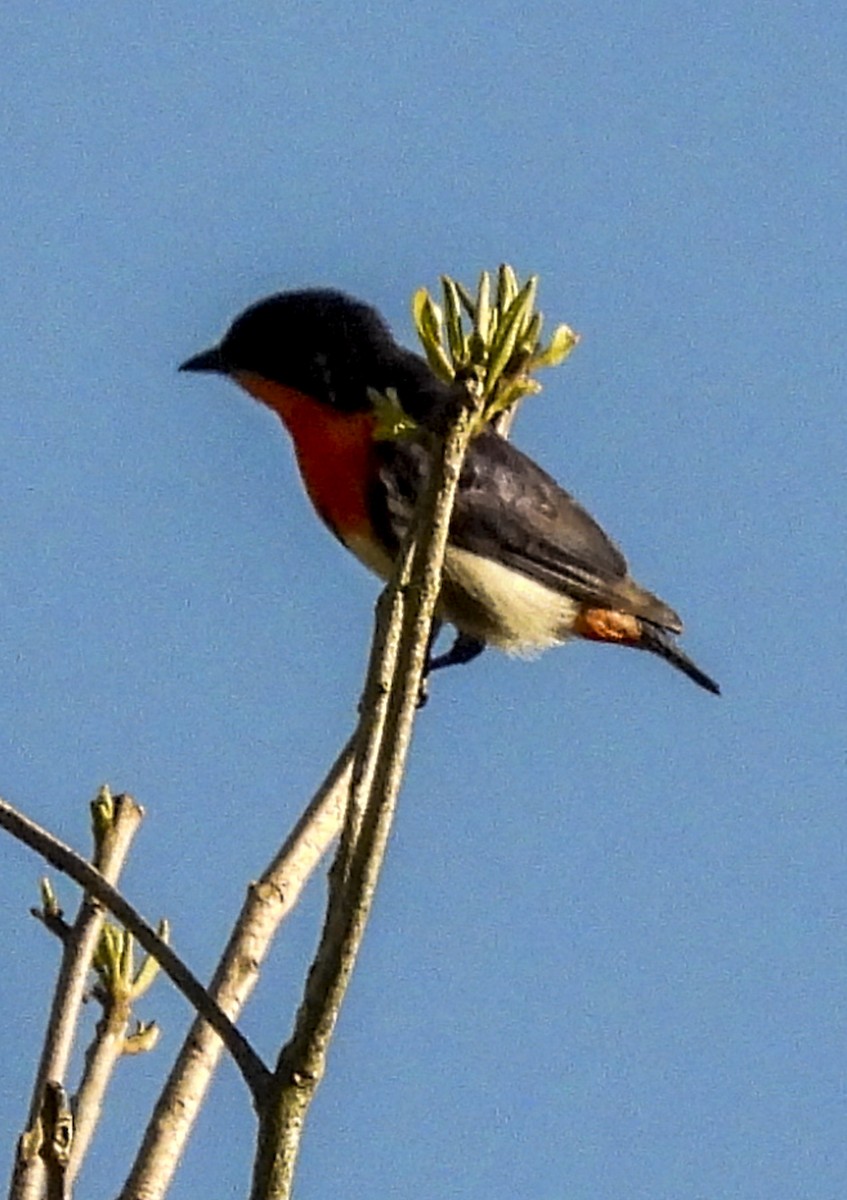 Mistletoebird - ML643173398