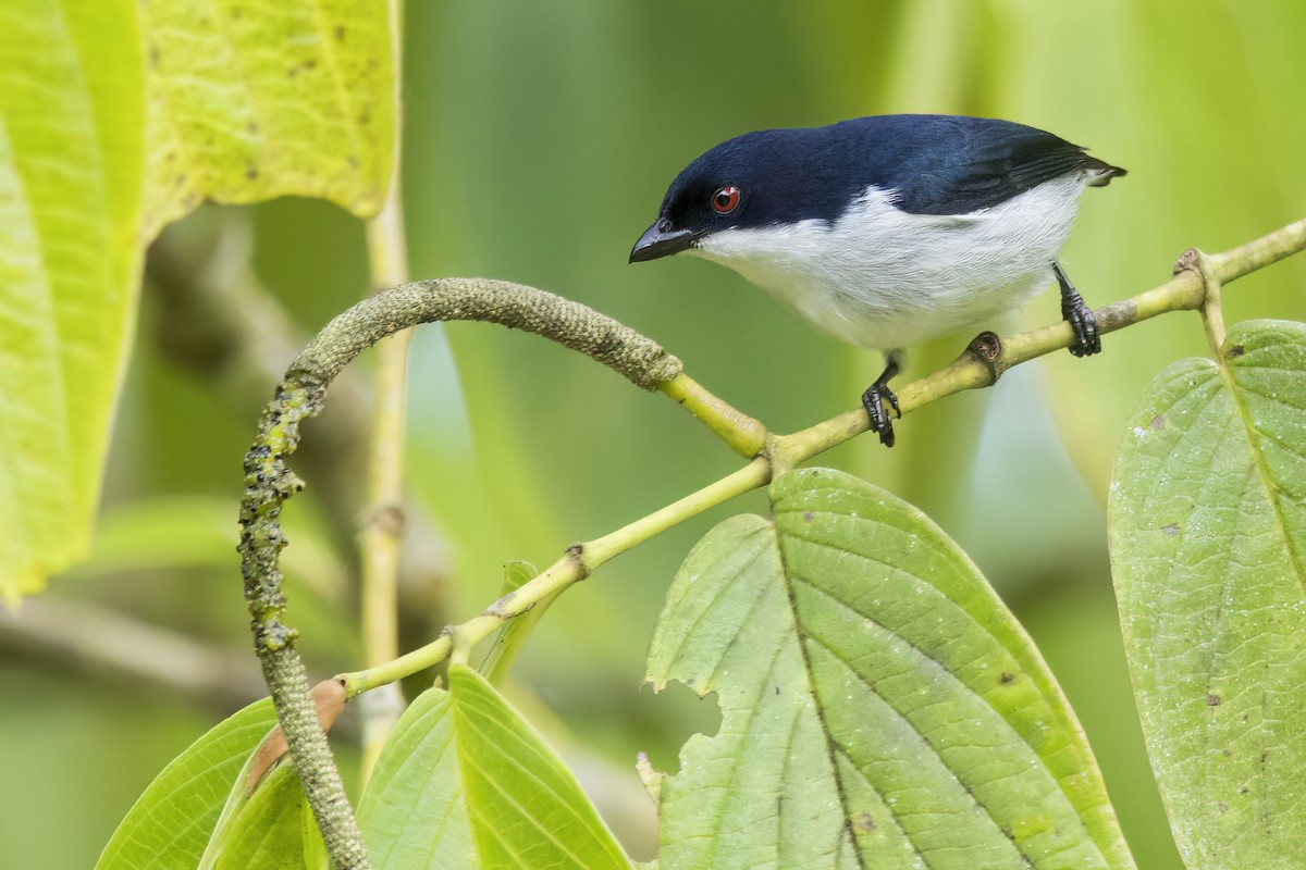 Bicolored Flowerpecker - ML643173399