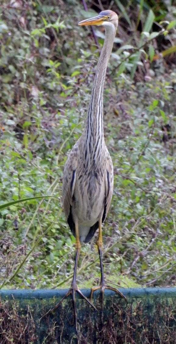 Purple Heron - ML643173402