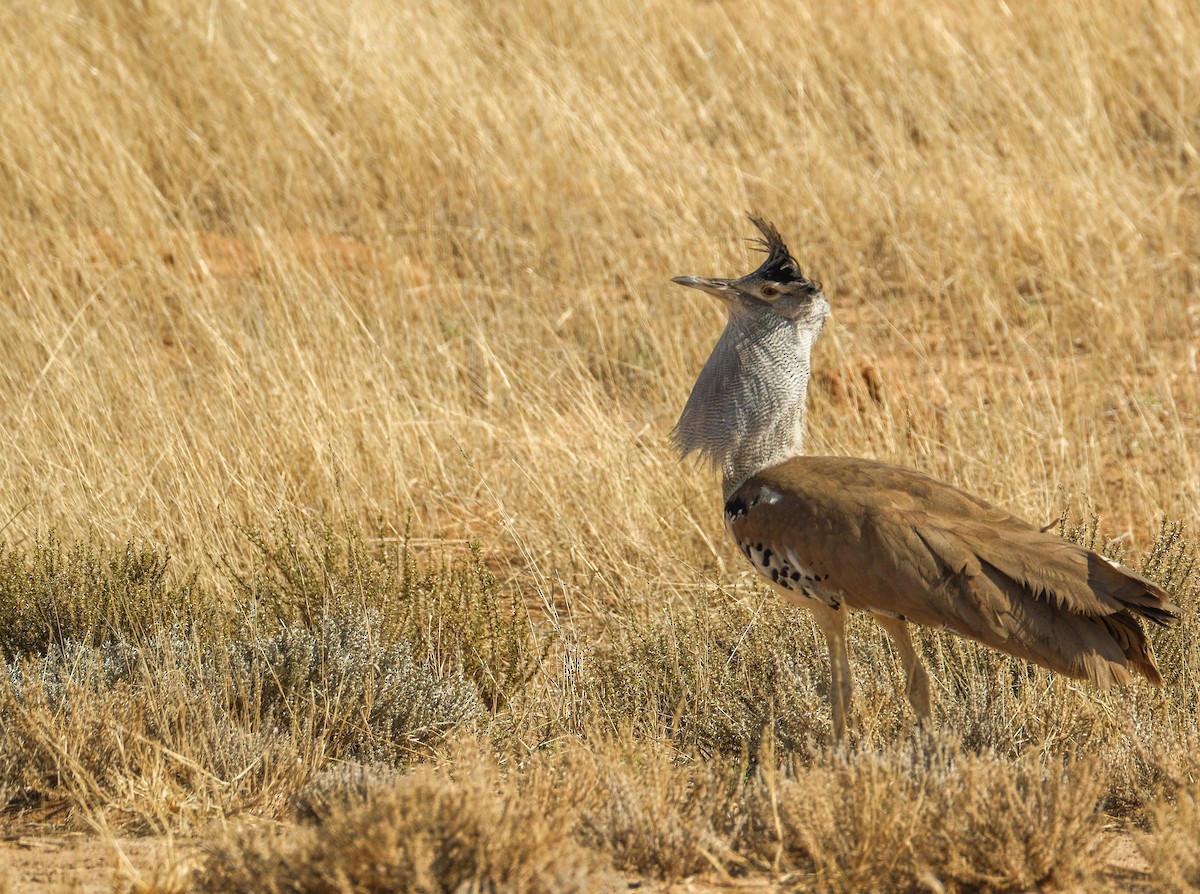 Kori Bustard - ML643173403