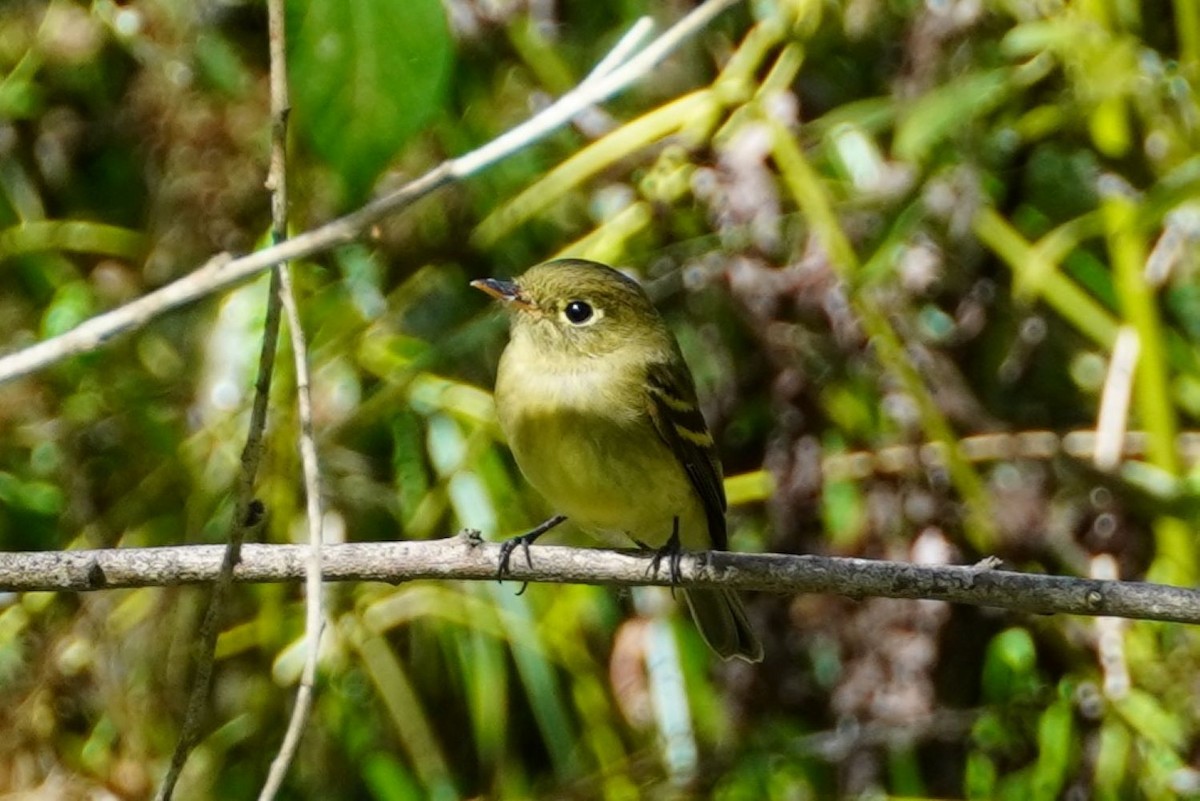Western Flycatcher - ML643173404