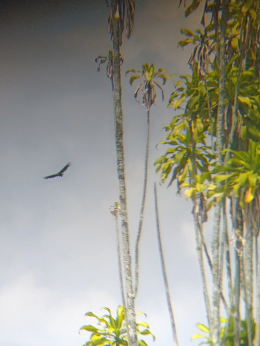 Black Vulture - ML643173405