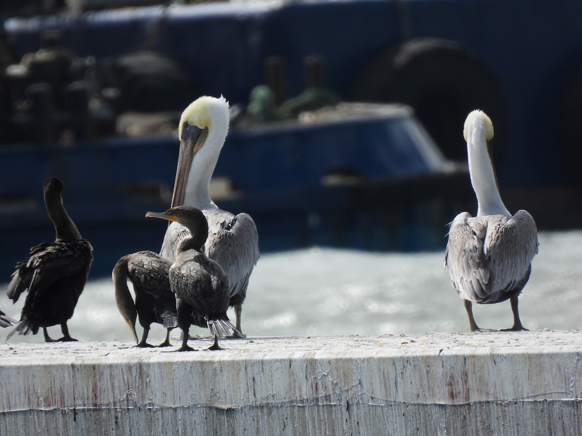 Brown Pelican - ML643173406