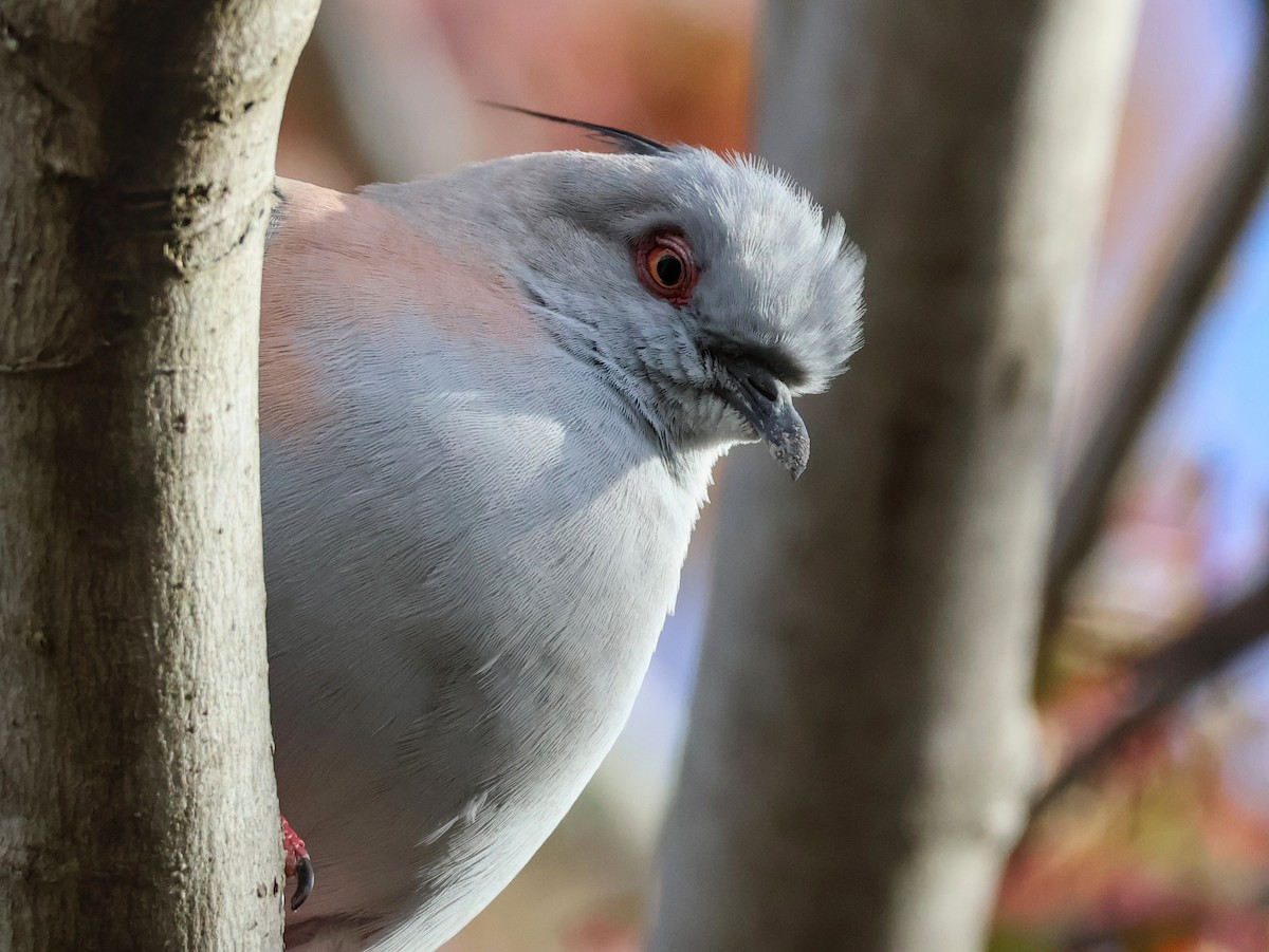 Crested Pigeon - ML643173408