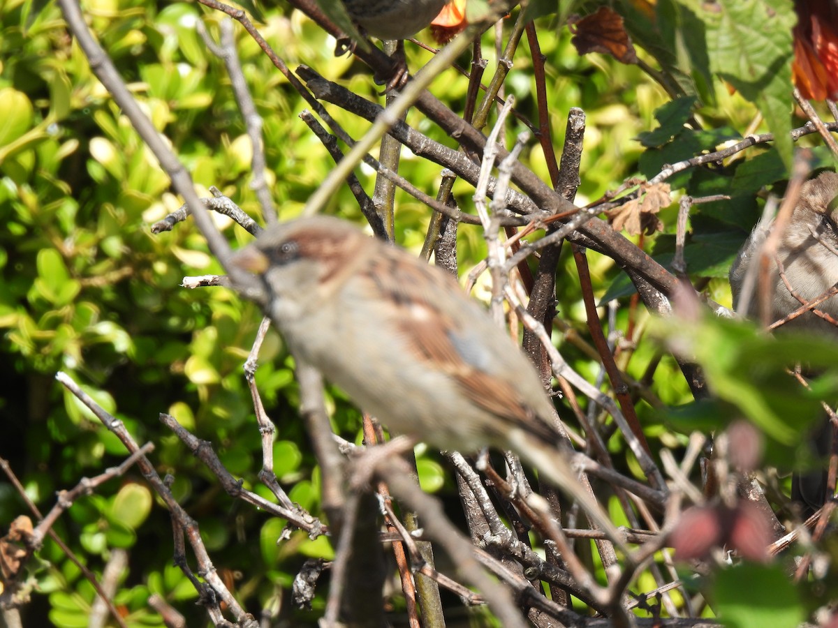 House Sparrow - ML643173409
