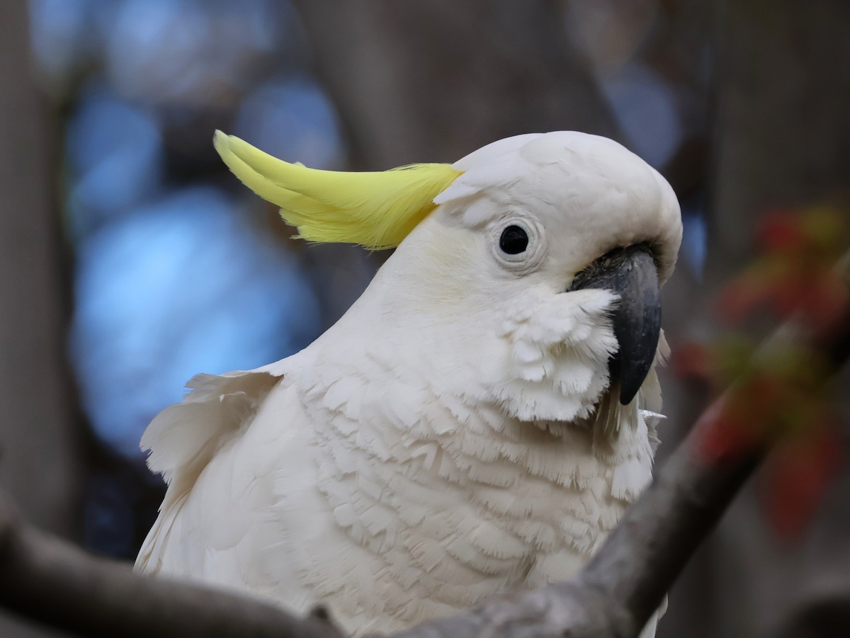 Sulphur-crested Cockatoo - ML643173410