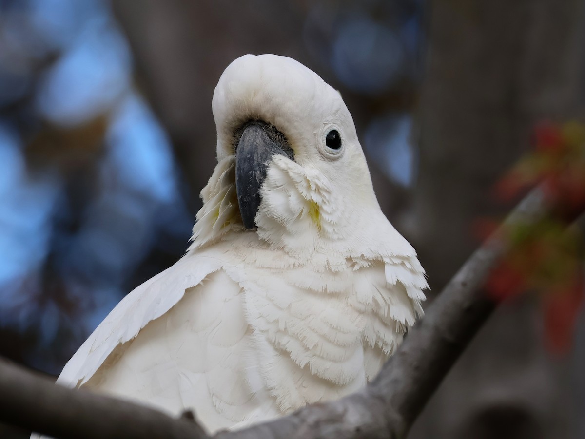 Sulphur-crested Cockatoo - ML643173411