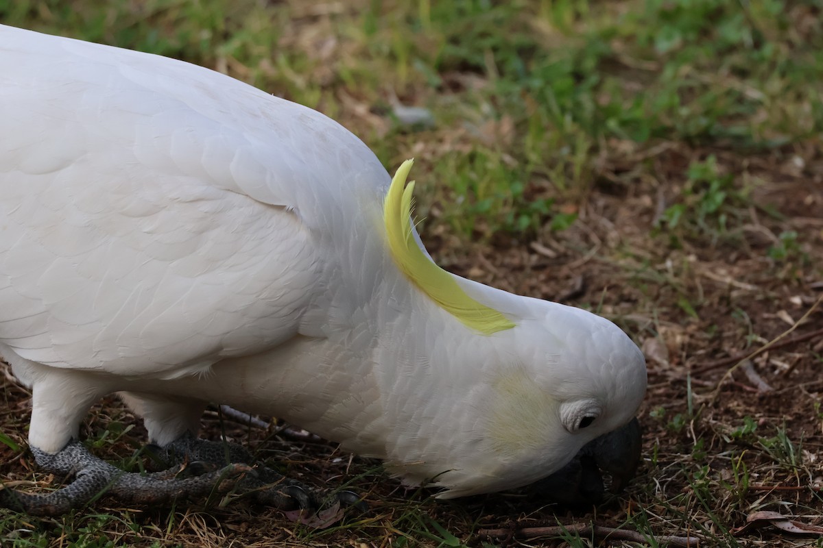Sulphur-crested Cockatoo - ML643173413