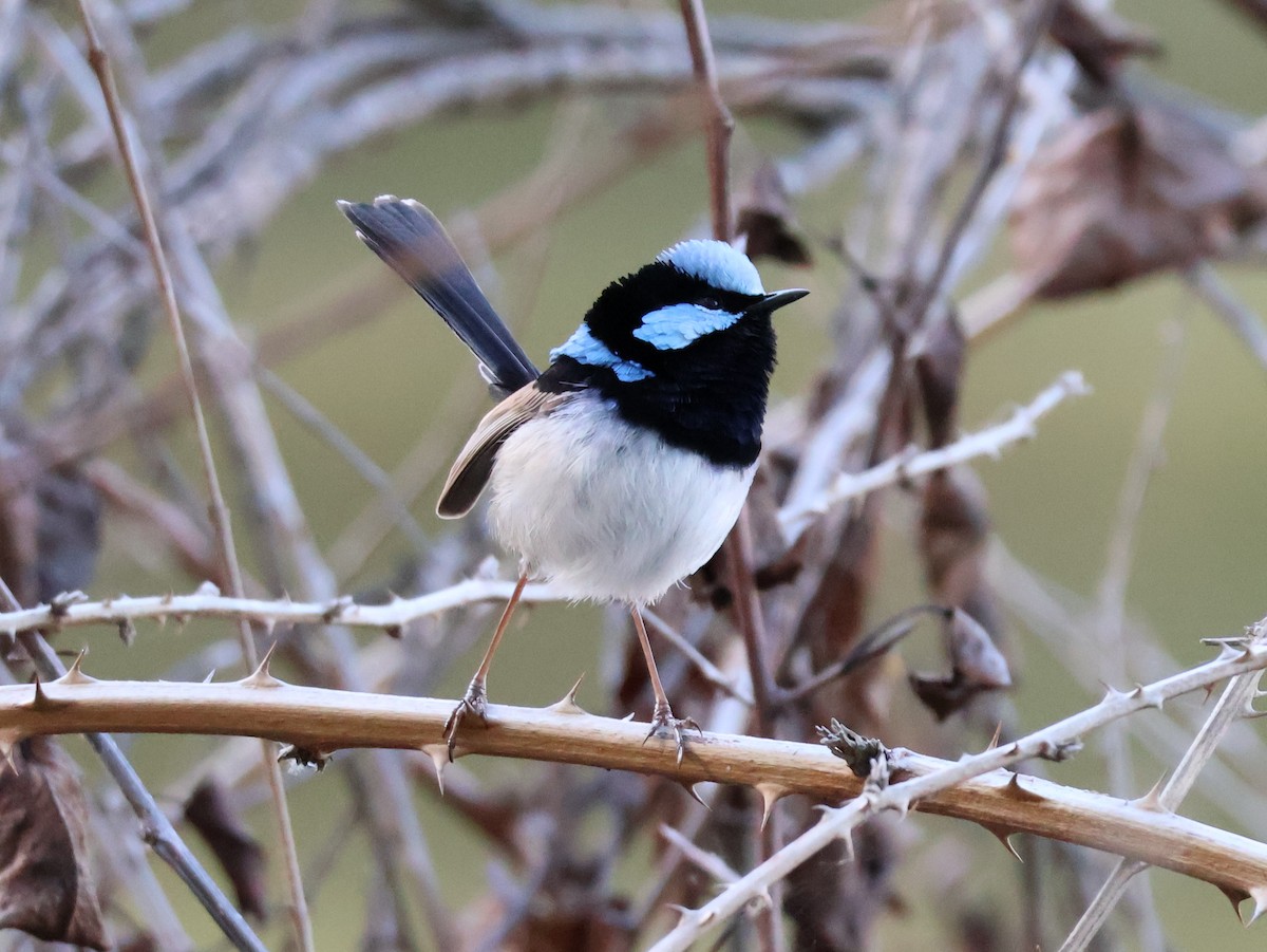 Superb Fairywren - ML643173414