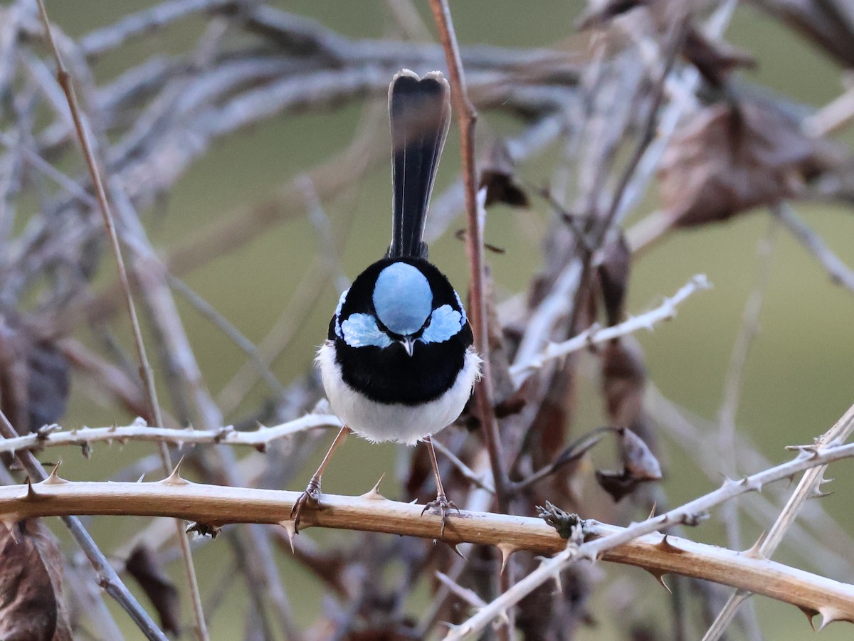 Superb Fairywren - ML643173415