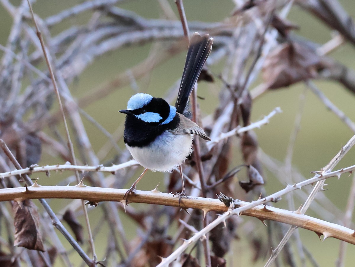 Superb Fairywren - ML643173416