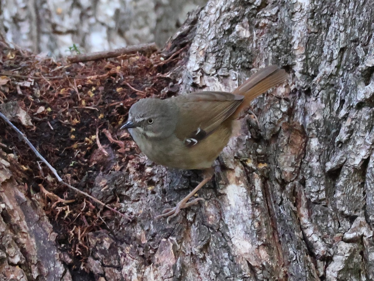 White-browed Scrubwren (White-browed) - ML643173421