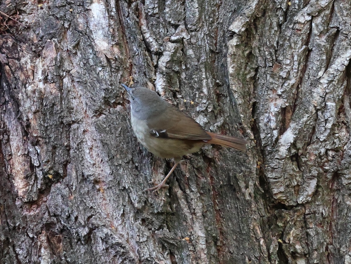 White-browed Scrubwren (White-browed) - ML643173422