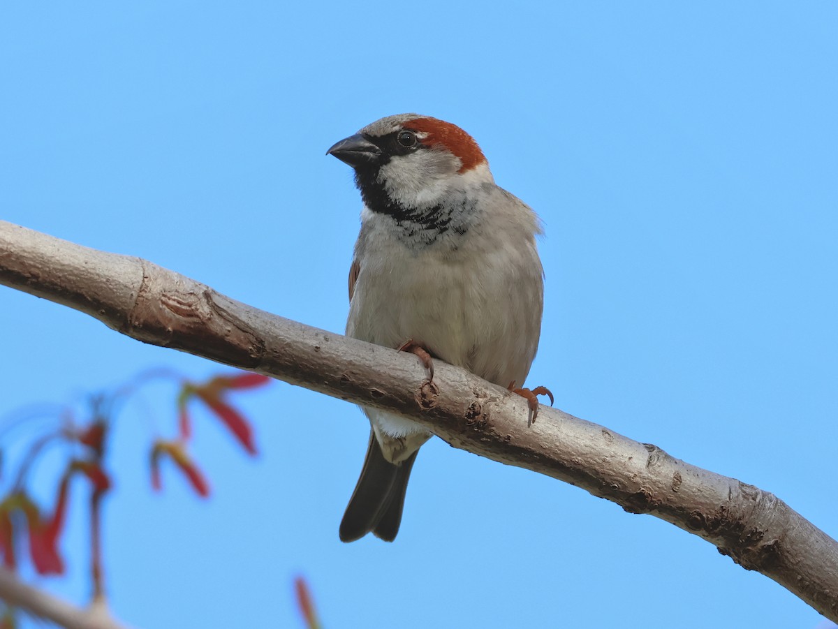 House Sparrow - ML643173423