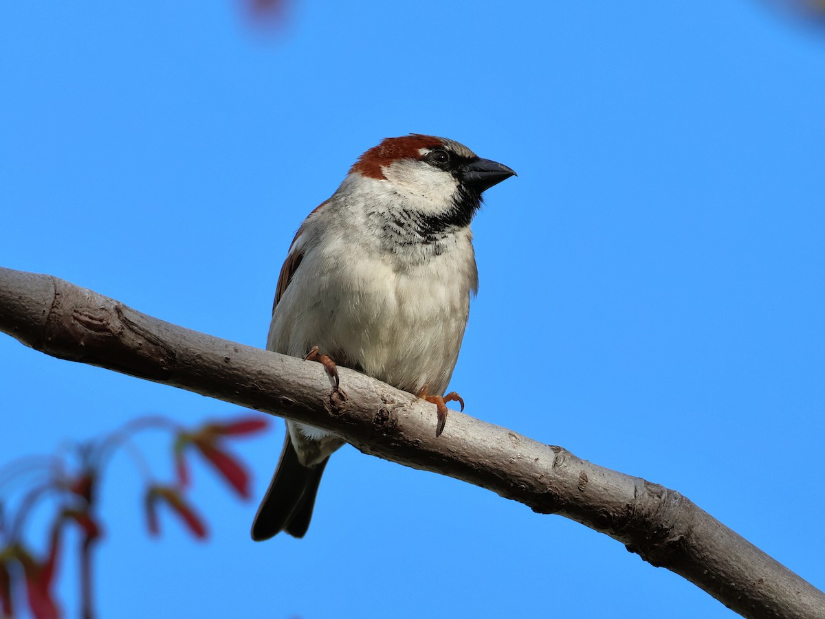 House Sparrow - ML643173424