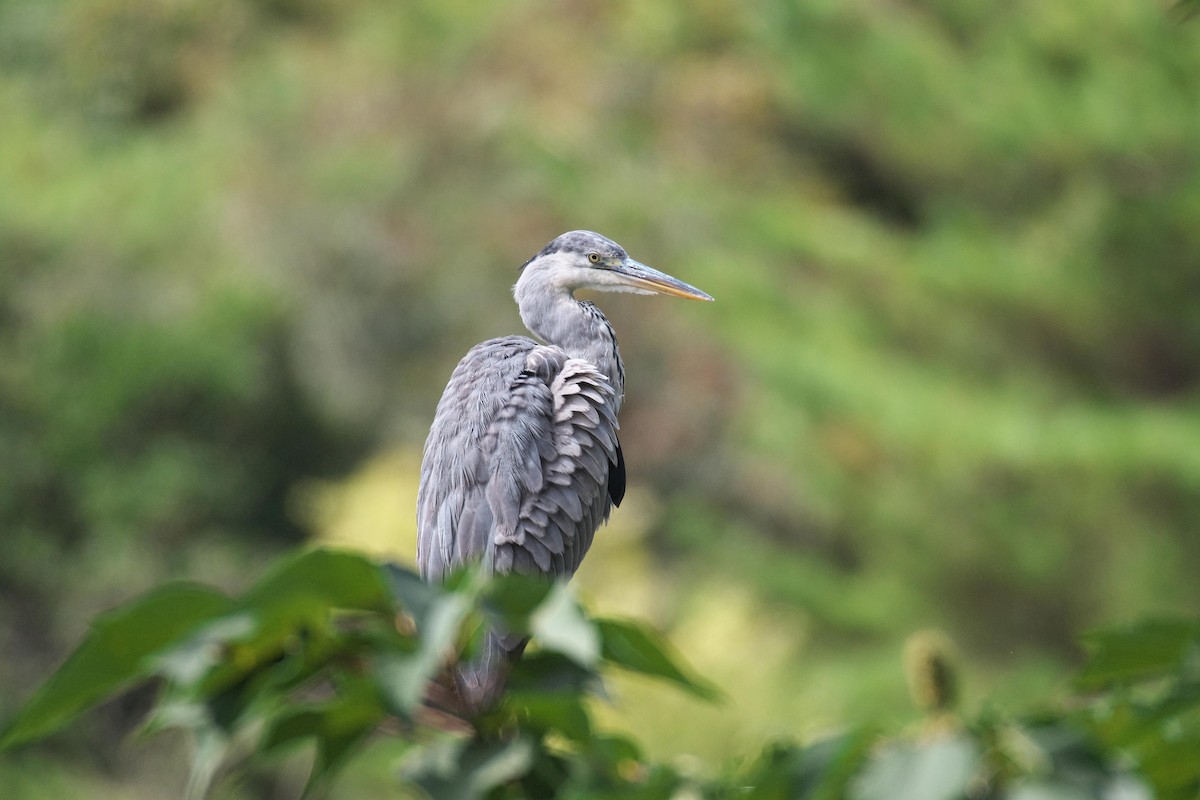Gray Heron - ML643173425