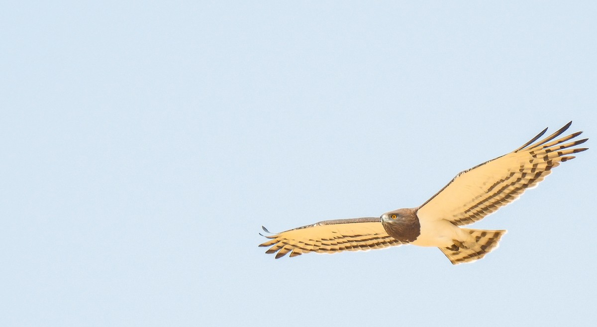 Black-chested Snake-Eagle - ML643173427