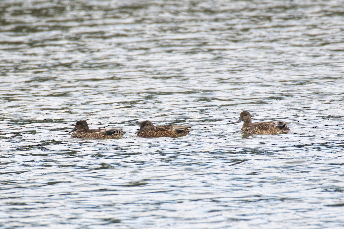 Falcated Duck - ML643173428