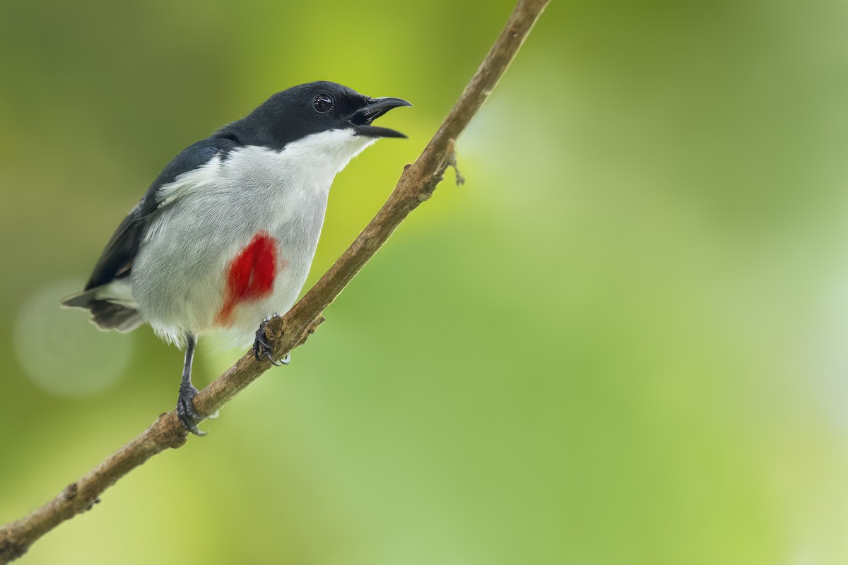 Red-keeled Flowerpecker - ML643173429