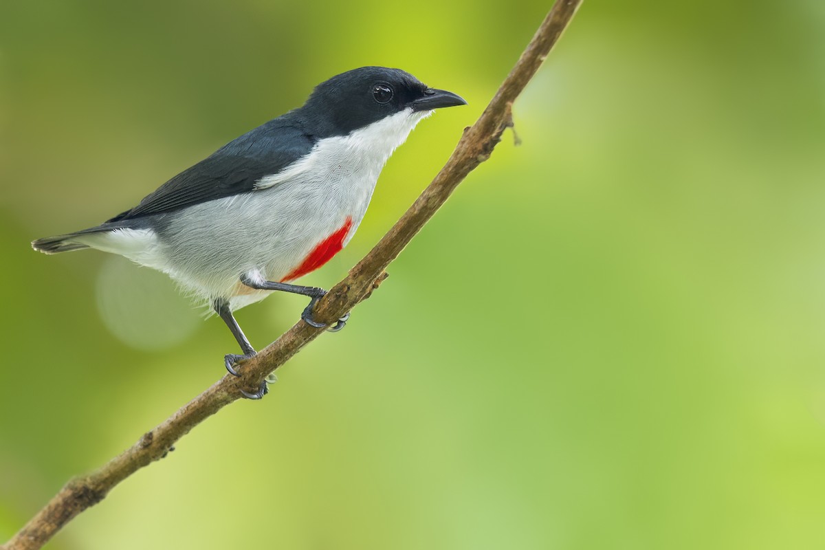 Red-keeled Flowerpecker - ML643173430