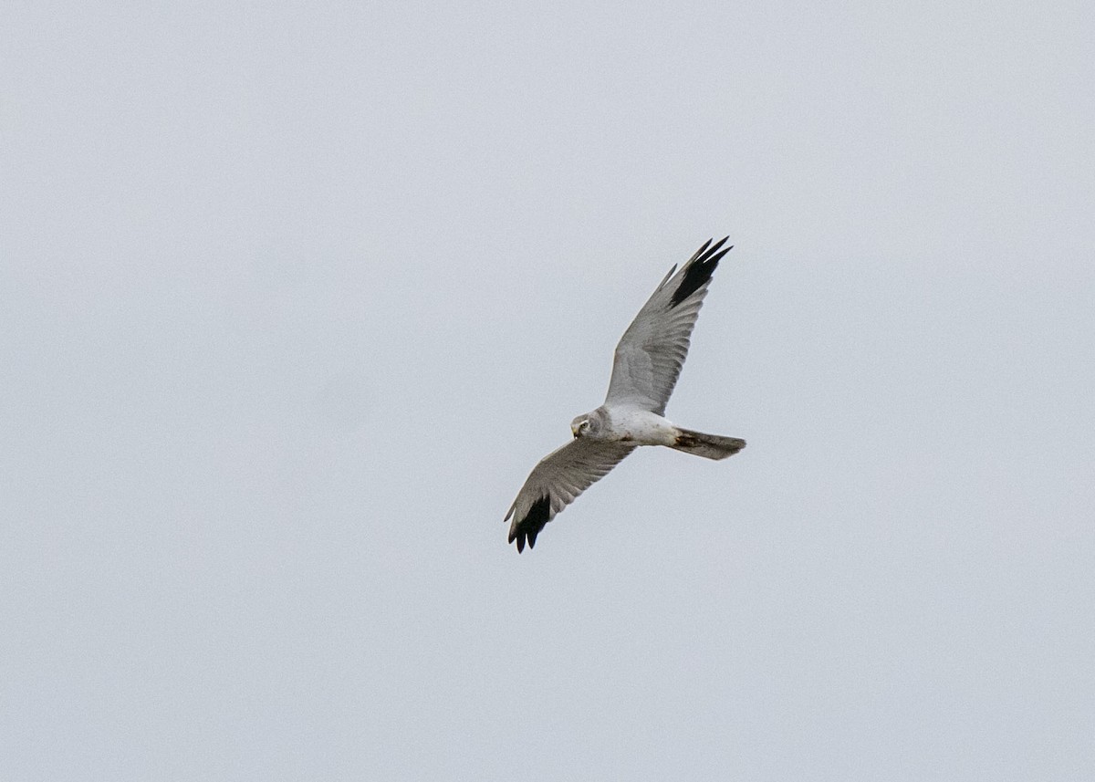 Pallid Harrier - ML643173431