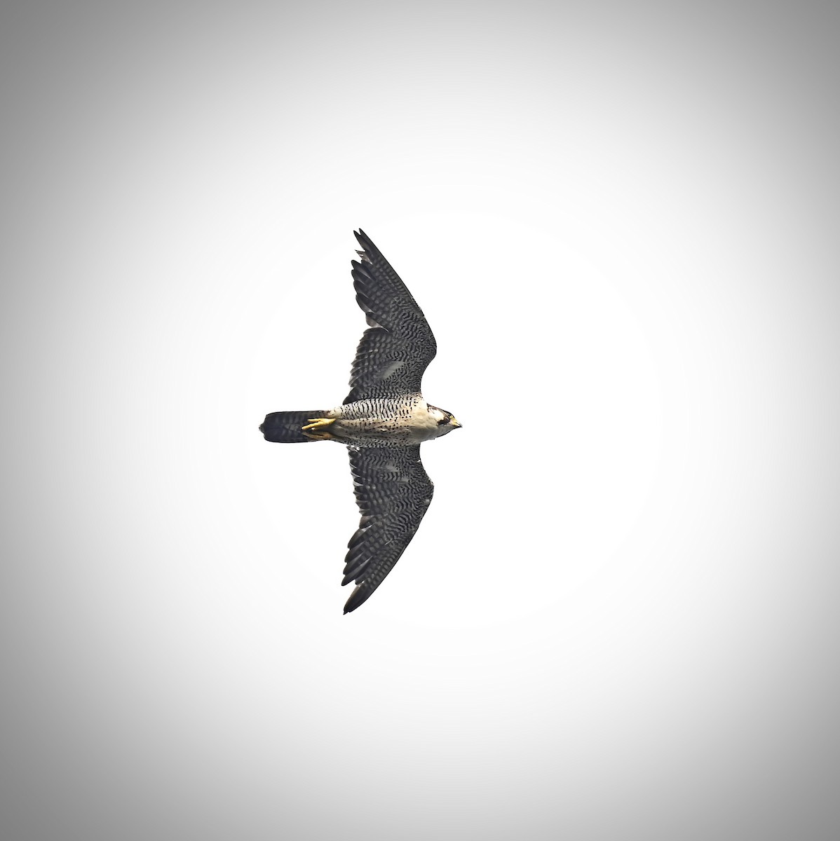 Peregrine Falcon - ML643173432