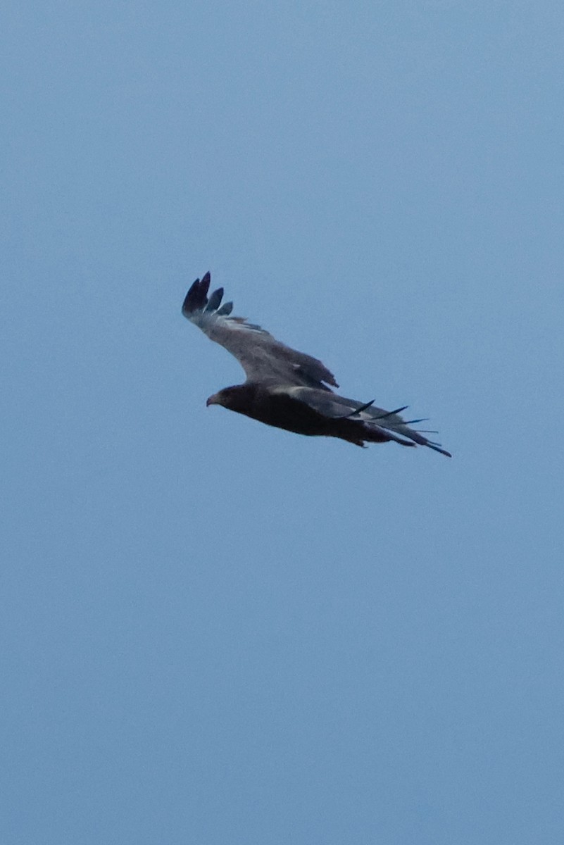 steppeørn - ML643173473