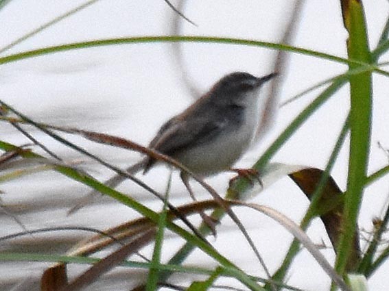 orientprinia - ML643173503