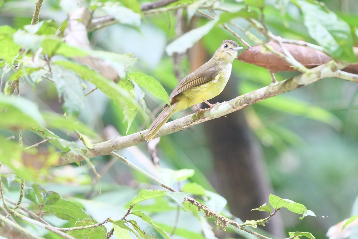 Hairy-backed Bulbul - ML643173506
