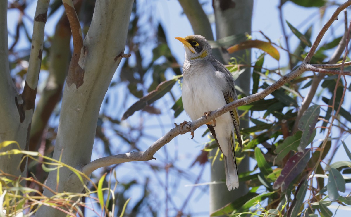 Yellow-throated Miner - ML643173509