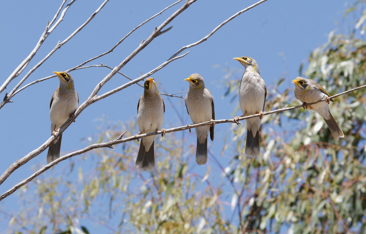 Yellow-throated Miner - ML643173510