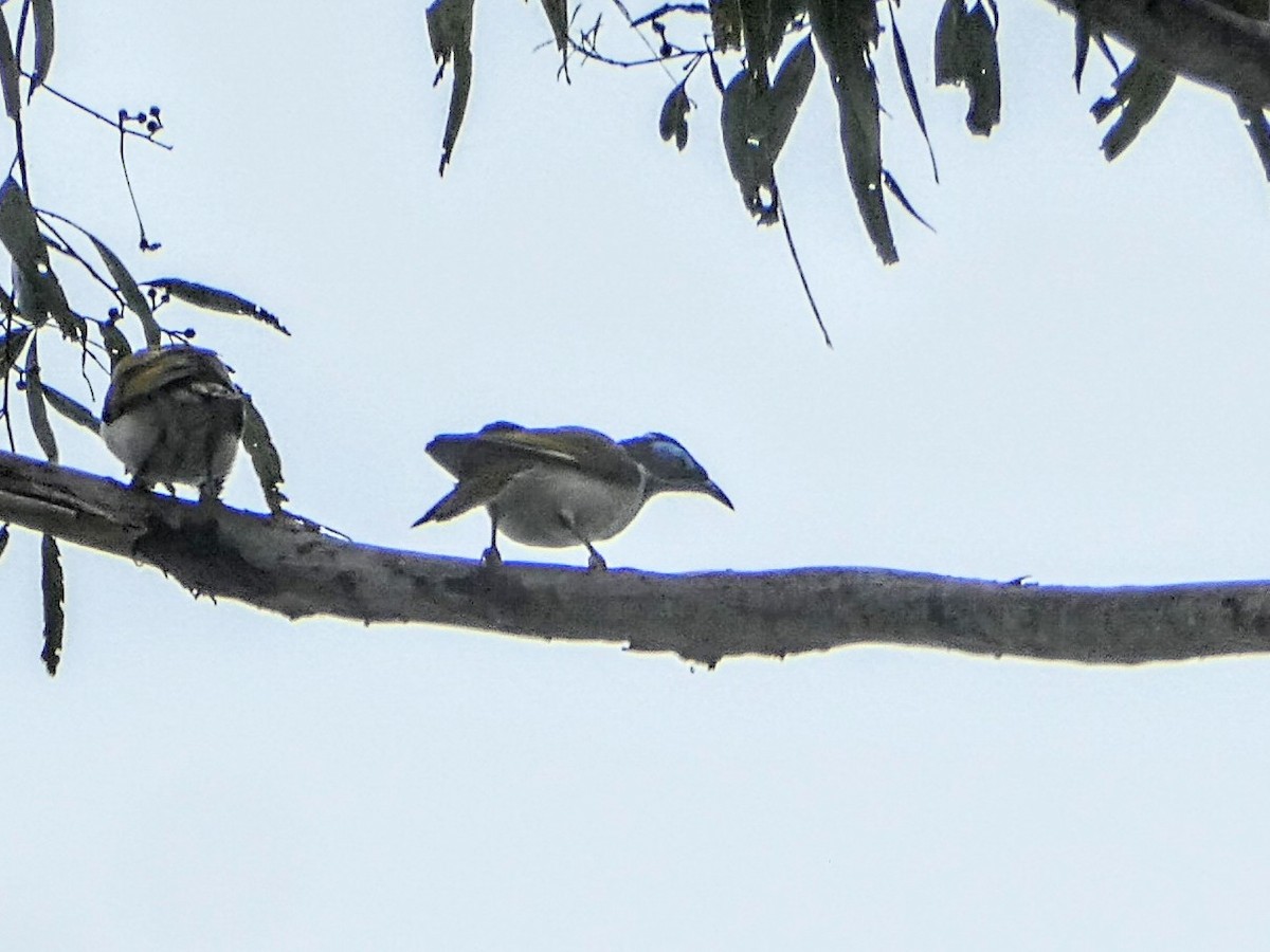 Blue-faced Honeyeater - ML643173517