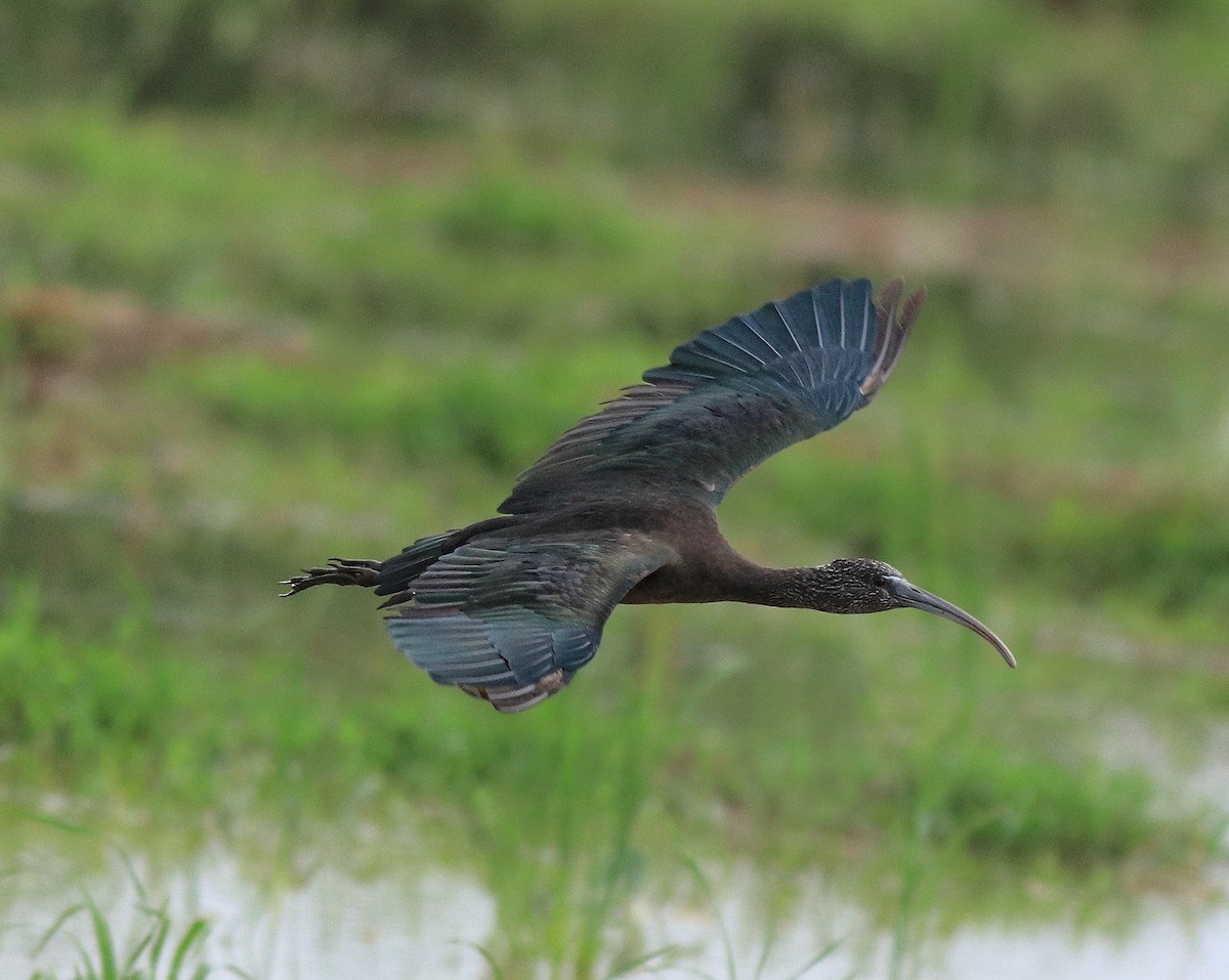 Glossy Ibis - ML643173522