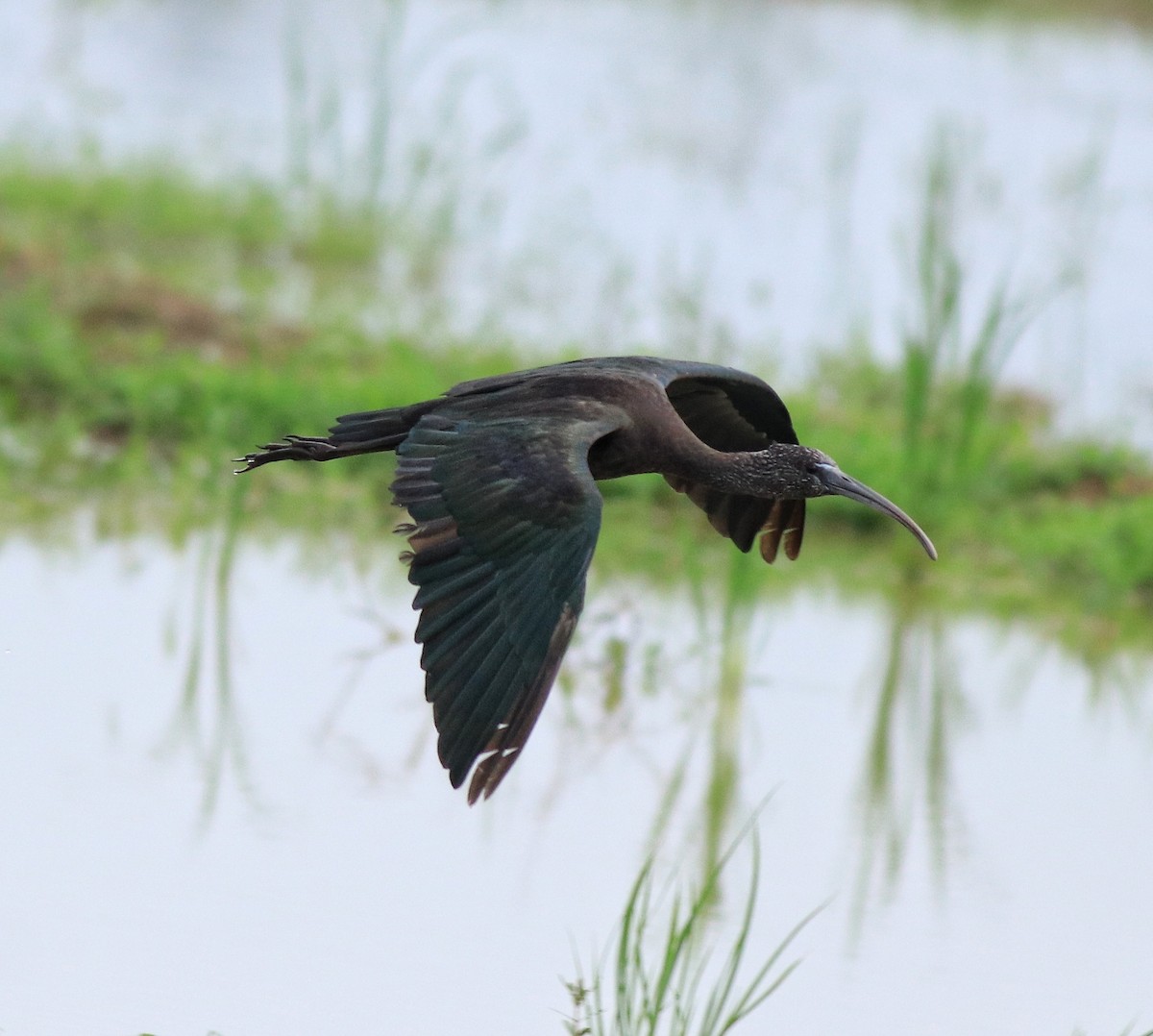Glossy Ibis - ML643173523
