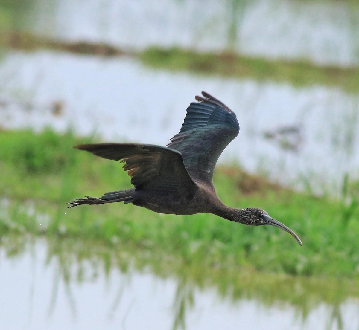Glossy Ibis - ML643173524