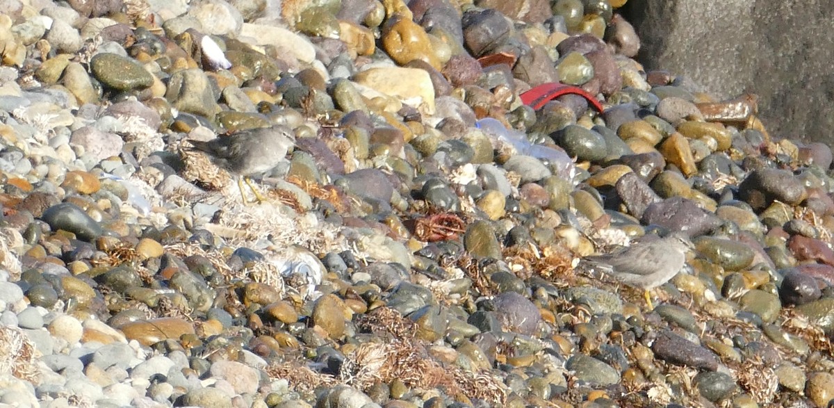 Wandering Tattler - ML643173525
