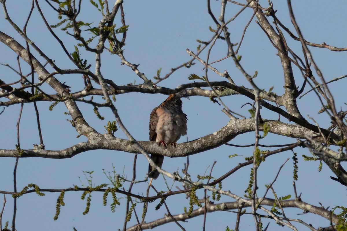 Bar-shouldered Dove - ML643173526