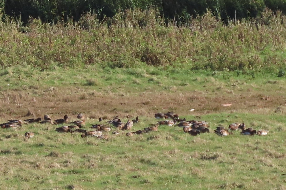 Eurasian Wigeon - ML643173532