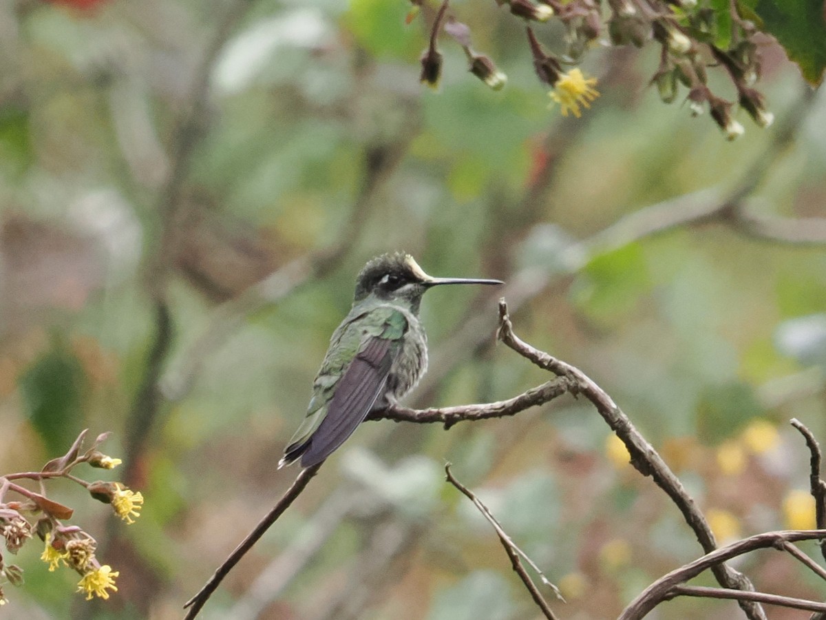 Violettkron-Brillantkolibri - ML643173561