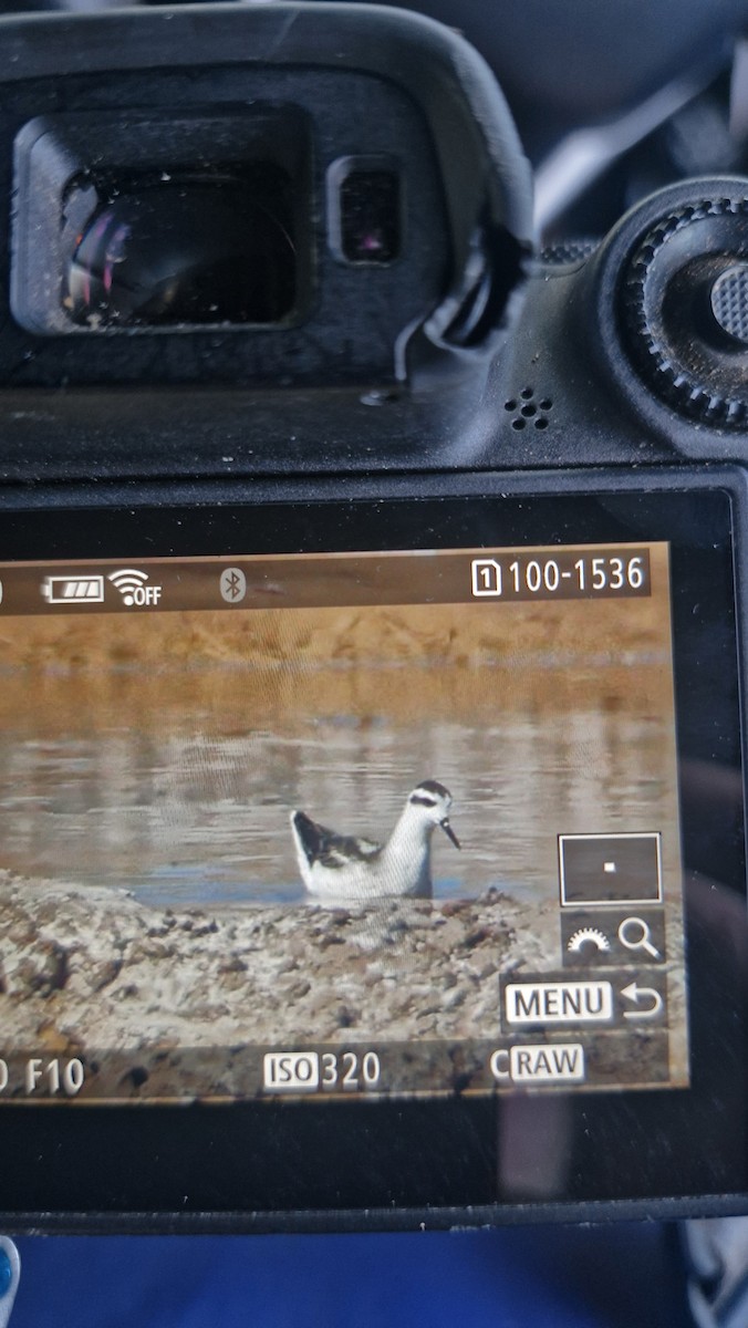 svømmesnipe - ML643173562