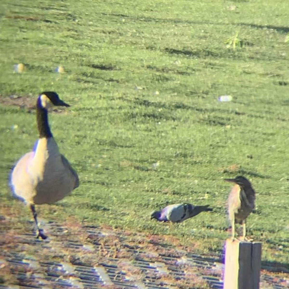 Rock Pigeon (Feral Pigeon) - ML643173564