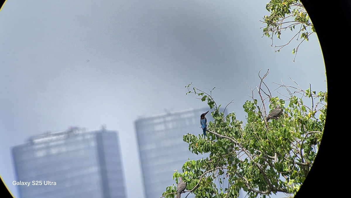 White-throated Kingfisher - ML643173580