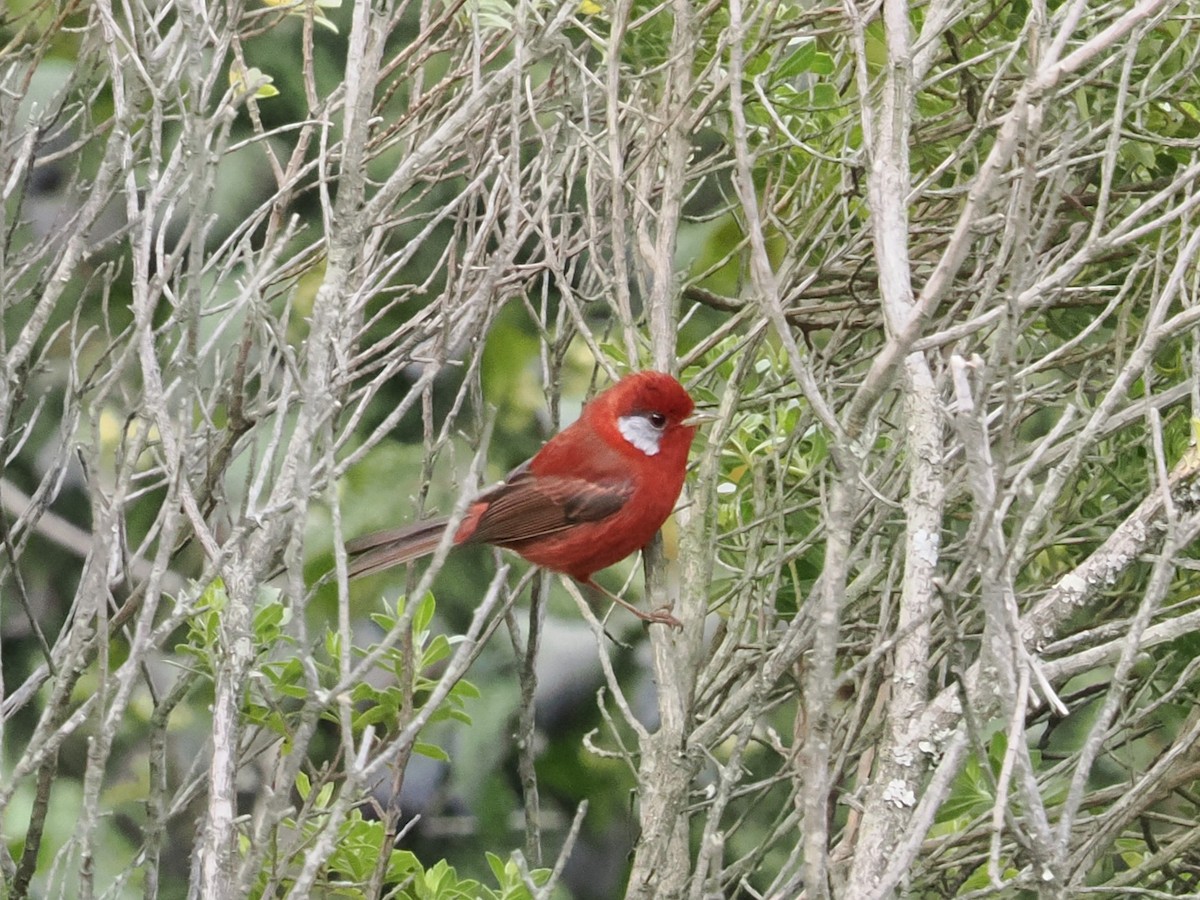 Purpurwaldsänger (rubra/rowleyi) - ML643173581