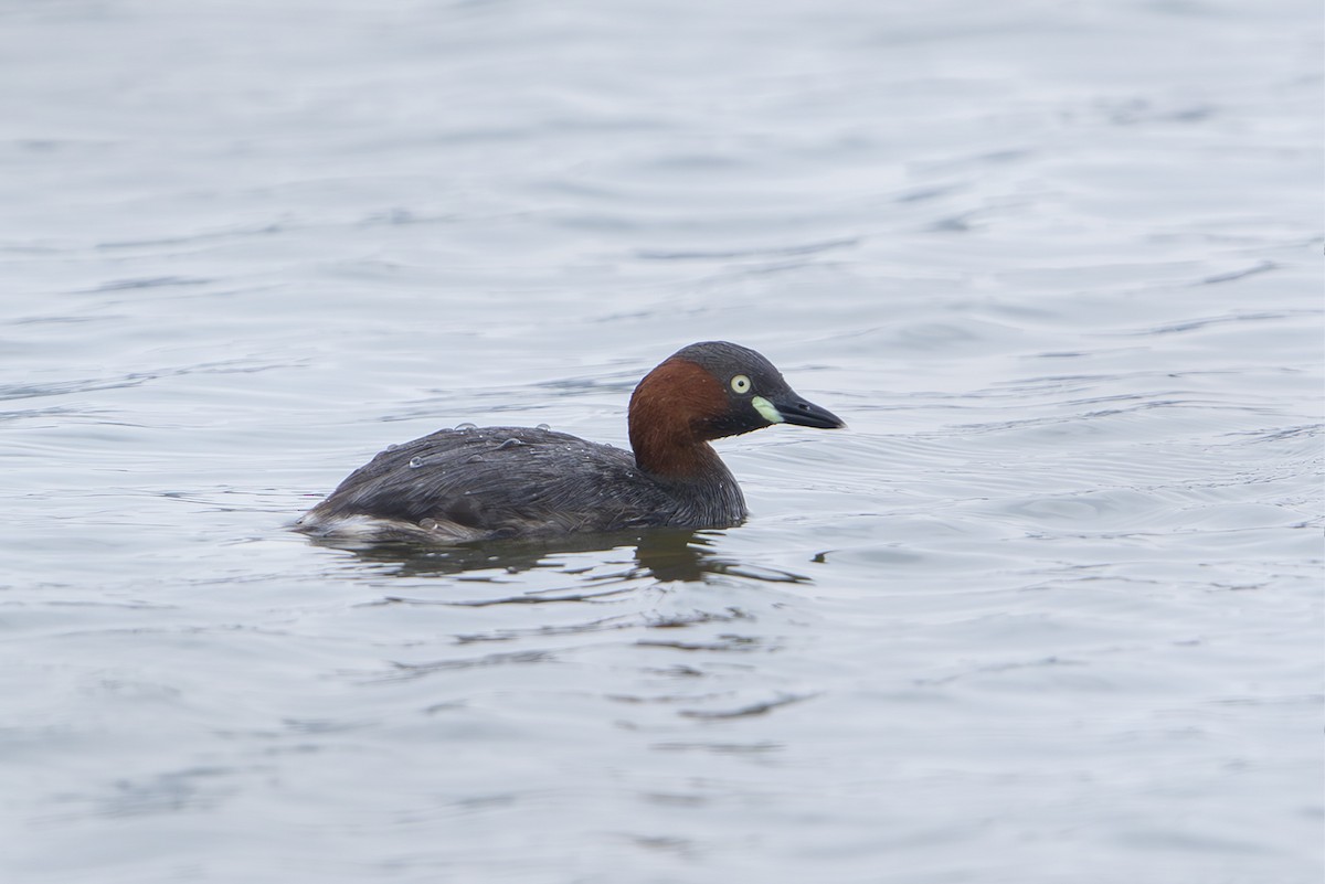 Little Grebe (Little) - ML643173582
