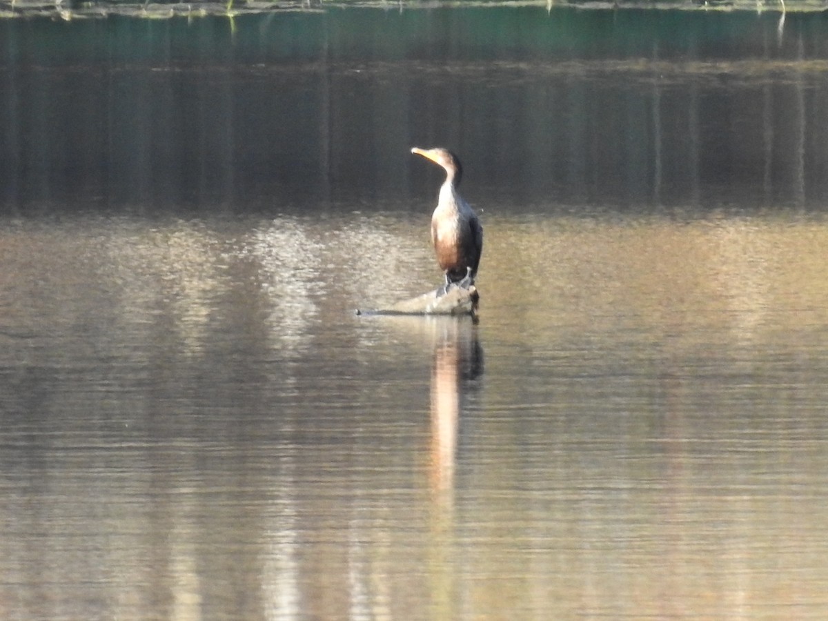 Double-crested Cormorant - ML643173584